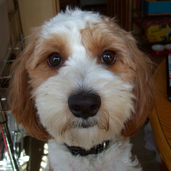 Meet your Posher - Picture 1 of 2